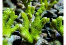 rg neongreen digitata-235x163.jpg
