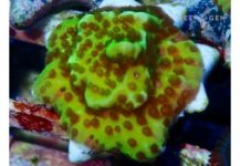 rgconfusa-godes-monti-51-235x163.jpg
