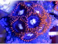 smoldering-cauldron-zoa-550x420.jpg