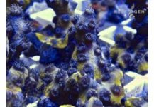 Steel Blue Branching cyphastrea.jpg