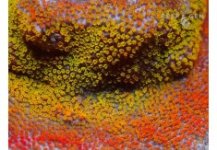 Ultra Rainbow Monti-235x163.jpg