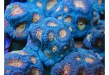venturaRG-at-UC-Corals-8-1-235x163.jpg