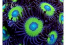 Vulcan Blood Zoa'.jpg