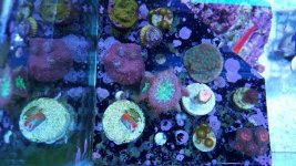 bubble gum chalice se zoa gs zoa.jpg