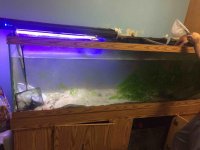 ImageUploadedByReefs2015-09-22 09:00:46 EDT.jpg