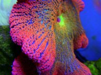 197955d1416964113-rainbow-carpet-anemone-more-rainbowcarpetanemone14ca.jpg