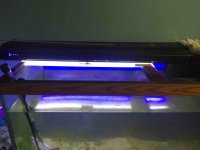 ImageUploadedByReefs2015-09-22 09:01:00 EDT.jpg