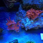 ImageUploadedByReefs2015-01-18 16:00:45 EST.jpg