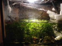 ImageUploadedByReefs2015-11-19 17:26:52 EST.jpg