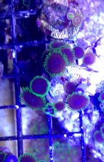 ImageUploadedByReefs2015-03-01 19:40:35 EST.jpg