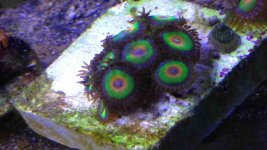 ImageUploadedByReefs2015-03-01 19:40:52 EST.jpg