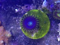 ImageUploadedByReefs2015-03-01 19:41:04 EST.jpg