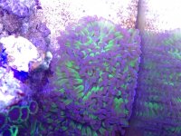 ImageUploadedByReefs2015-03-01 19:41:17 EST.jpg