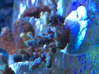 IMG_2421.jpg