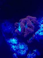 ImageUploadedByReefs2015-04-21 14:03:42 EDT.jpg