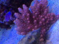 IMG_2472.jpg