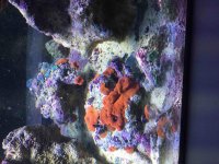 ImageUploadedByReefs2015-09-23 18:00:25 EDT.jpg