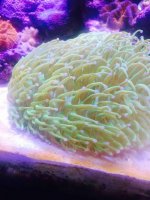 ImageUploadedByReefs2015-04-21 14:59:42 EDT.jpg