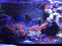 ImageUploadedByReefs2015-09-23 18:00:43 EDT.jpg