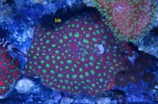 warcoral.jpg