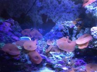 ImageUploadedByReefs2015-09-23 18:01:06 EDT.jpg