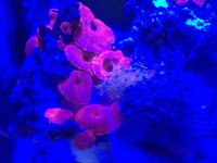 ImageUploadedByReefs2015-09-24 07:13:45 EDT.jpg