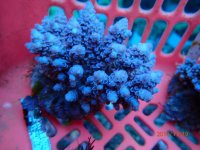 326. Acropora - 03.00 Inch - USD. 12.00.jpg