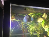 ImageUploadedByReefs2015-03-02 21:19:14 EST.jpg