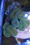 ImageUploadedByReefs2015-03-02 22:33:54 EST.jpg