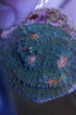 ImageUploadedByReefs2015-03-02 22:34:06 EST.jpg