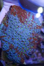 ImageUploadedByReefs2015-03-02 22:36:22 EST.jpg