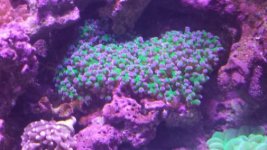 frogspawn.jpg