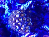 ImageUploadedByReefs2015-03-03 13:25:14 EST.jpg