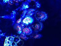 ImageUploadedByReefs2015-03-03 13:25:46 EST.jpg