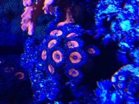 ImageUploadedByReefs2015-03-03 13:26:14 EST.jpg