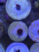 ImageUploadedByTapatalk1429767994.711336.jpg