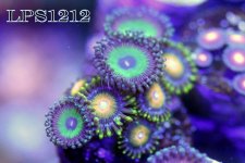 IMG_8619.JPG