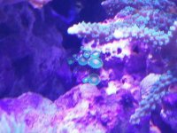ImageUploadedByReefs2015-11-23 17:08:23 EST.jpg