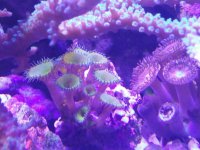 ImageUploadedByReefs2015-11-23 17:08:33 EST.jpg