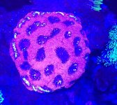 Orange crucsh acan echinada.jpg