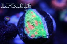 198843d1417320077-cyber-saturday-fragment-small-part-coral-colony-removed-order-grow-another-col.jpg