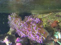 ImageUploadedByReefs2015-07-30 12:12:31 EDT.jpg