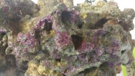 20150123_upclose purple algae.jpg