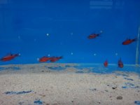 fish 251.jpg