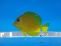 fish 249.jpg