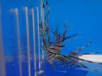 fish 248.jpg