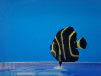 fish 242.jpg