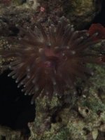 anemonegreen1.jpg