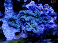 5 Blue Ricordia colony.jpg