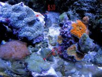 Blue and blue-green ricordea.jpg